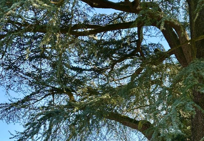 Maison à Varengeville-sur-Mer - HAMEAU Varengeville sur mer Centre bourg